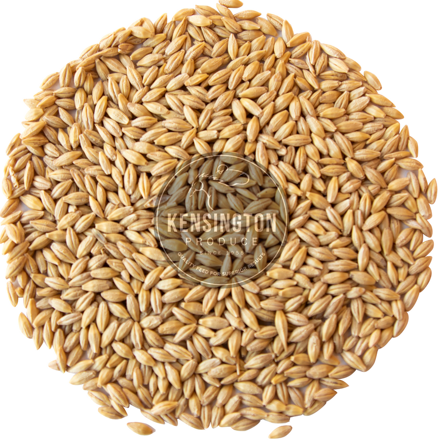 Kensington Whole Barley